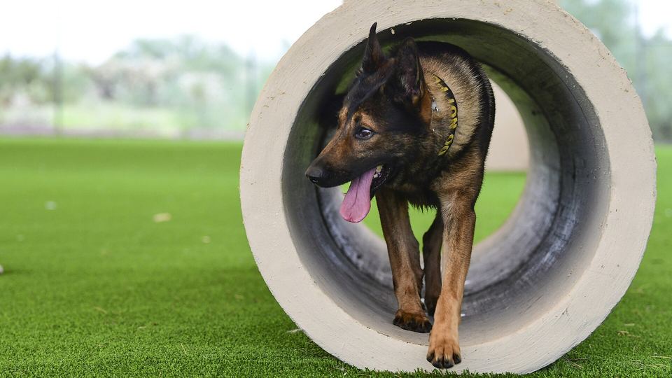 Leash training basics — Advanced Guide