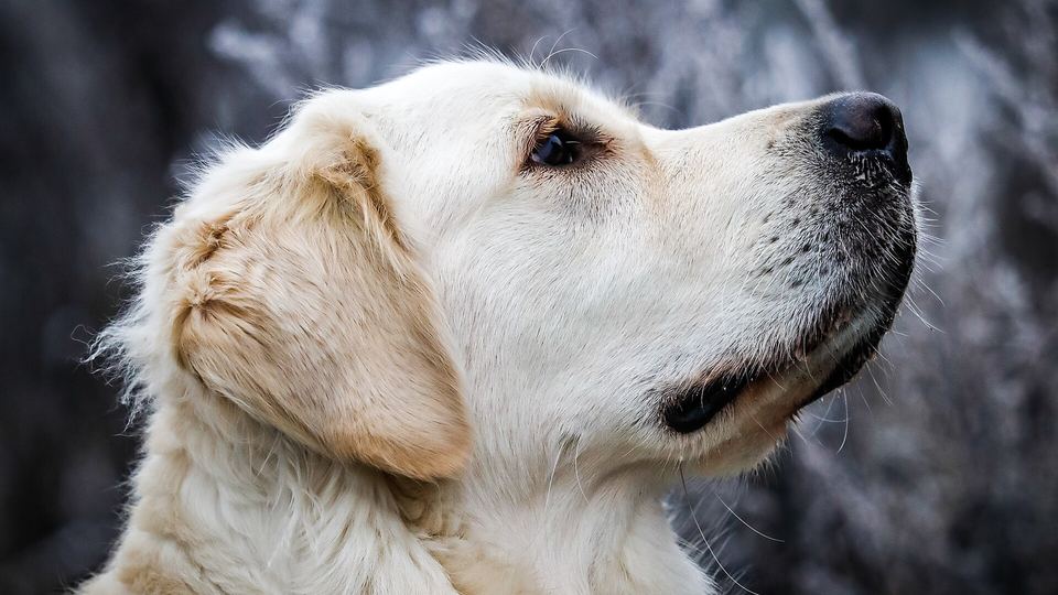 Dog socialization tips — FAQ