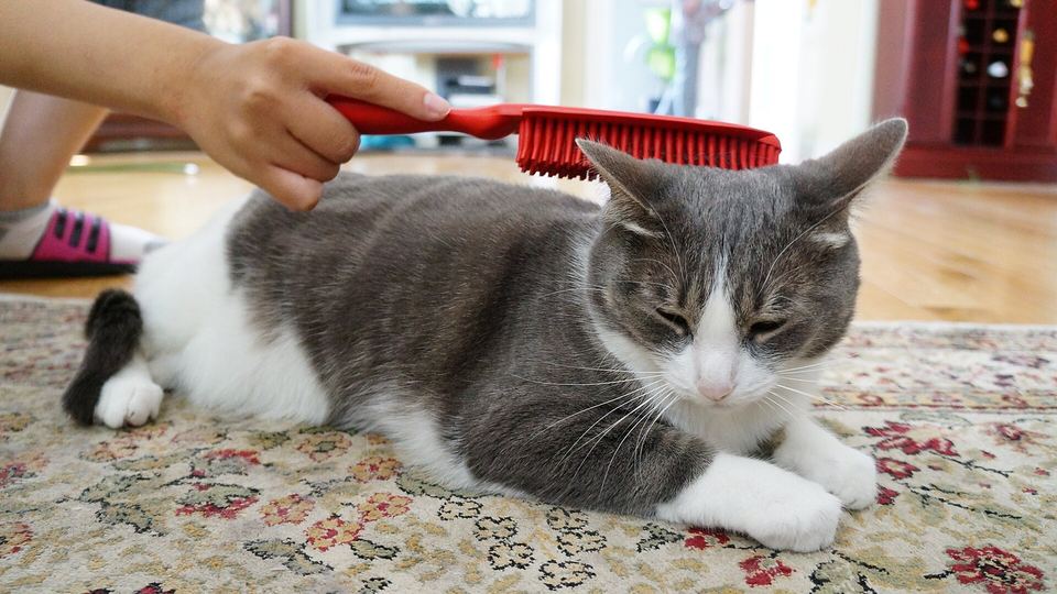 Cat Care